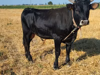 Bulle, Swiss cattle — Foto 6