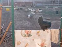 Chickens — photo 6
