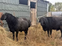 Widder, Hissar sheep — Foto 3