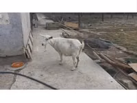母山羊, Saanen goat — 照片 1