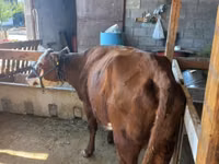 Kuh, Latvian Blue cattle — Foto 1