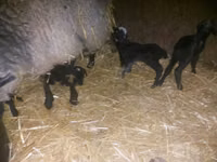 Carnero, Rhon sheep — foto 2