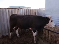 Bulle, Kasachische Weißkopfkuh — Foto 2