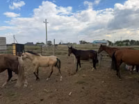 Caballo, Caballos — foto 1