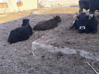 सांड, Russian Black pied cattle — फ़ोटो 2