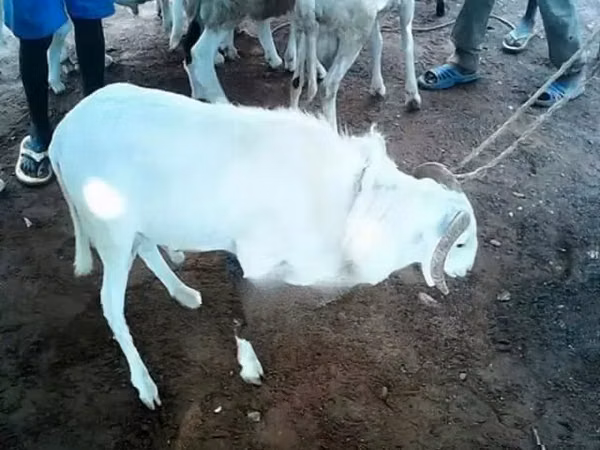公羊, Sheep