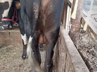 Toro, Russian Black pied cattle — foto 8