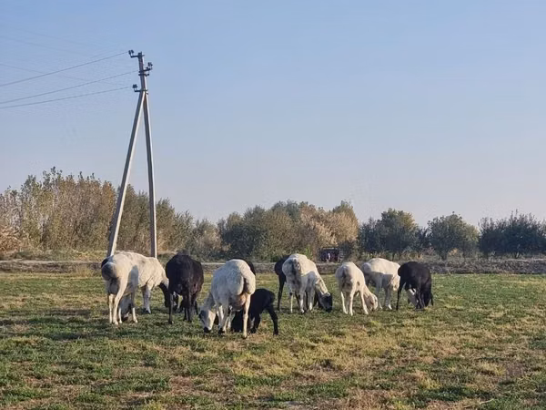 أغنام (دفعة، الجنس غير محدد), الأغنام