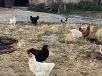 Chickens — Foto 3