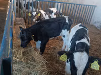 Buqa, Russian Black pied cattle — 2-rasm