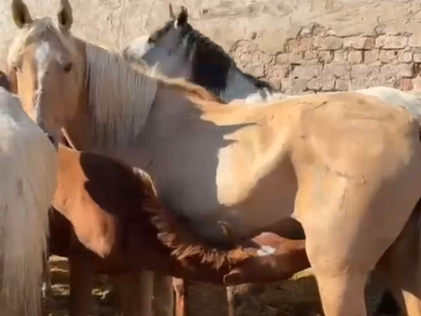घोड़ा, Kazakh horse