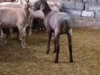 نعجة, الأغنام — الصورة 1