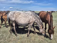 Stute, Kazakh horse — Foto 2
