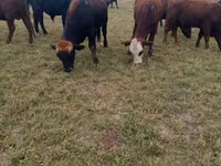 Bulle, Swiss cattle — Foto 1