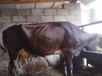 母牛, Cattle — 照片 4