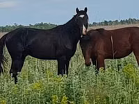 Stute, Kazakh horse — Foto 8