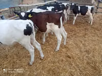 ثور, الماشية — الصورة 2