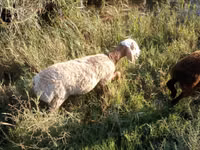 كبش, Arashan sheep — الصورة 2
