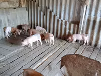 Eber, Schweine — Foto 5