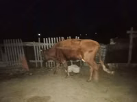 Kuh, Latvian Blue cattle — Foto 3