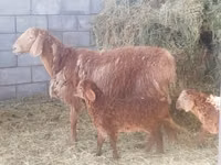 Widder, Hissar sheep — Foto 1