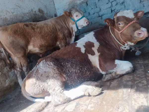 ثور, Simmental cattle — أوزبكستان