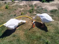Geese — Foto 2