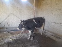 أبقار (دفعة، الجنس غير محدد), Russian Black pied cattle — الصورة 3