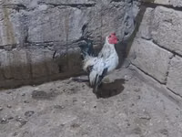 Yapon Bantam — 5-rasm