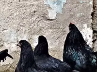Chickens — Foto 4
