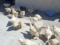 Chickens — الصورة 2