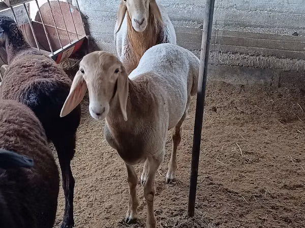 Carnero, Arashan sheep — Kirguistán