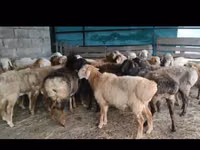 Schafe (Partie, Geschlecht nicht angegeben), Arashan sheep — Foto 1