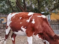 母牛, Cattle — 照片 2