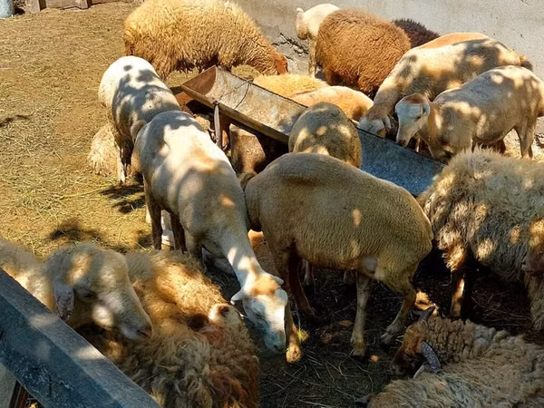 公羊, Sheep