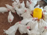 Chickens — Foto 1