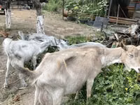 Ziege, Ziegen — Foto 3