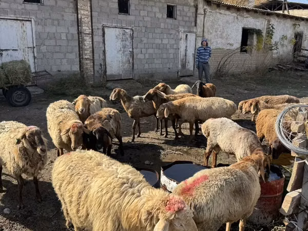 Кой, Койлор
