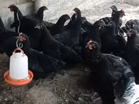 Chickens — Foto 1
