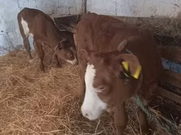 Сиыр, Simmental cattle