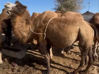 Kamele (Partie, Geschlecht nicht angegeben), Kazakh Bactrian camel — Foto 1