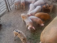 Schweine (Partie, Geschlecht nicht angegeben), Schweine — Foto 3
