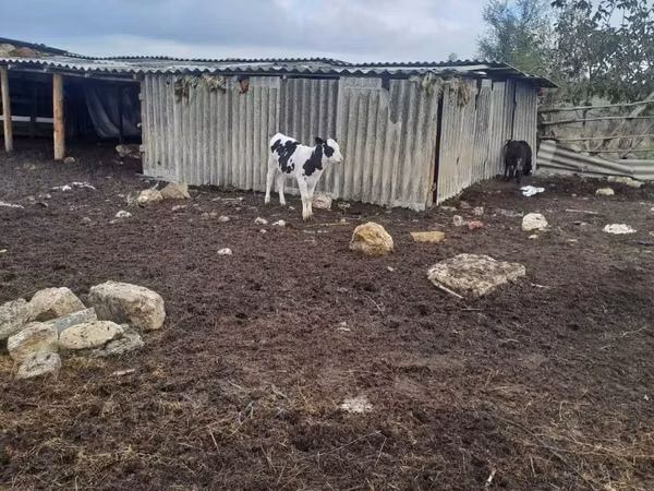 بقرة, Russian Black pied cattle