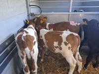 Bulle, Simmental cattle — Foto 2