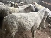Carnero, Assaf sheep — foto 3