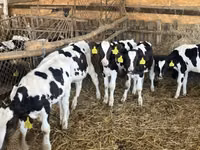सांड, Russian Black pied cattle — फ़ोटो 2