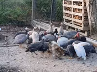 Guinea fowl — الصورة 2