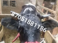Kuh, Swiss cattle — Foto 1