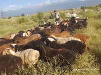 كبش, الأغنام — الصورة 1