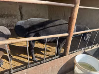 Carnero, Ovejas — foto 4